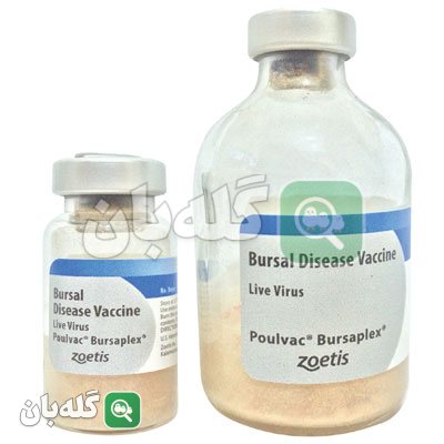 Bursaplex